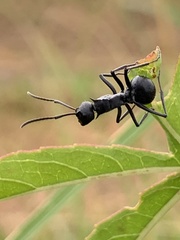 Polyrhachis militaris