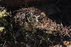 Lachenalia inconspicua
