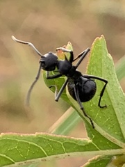 Polyrhachis militaris