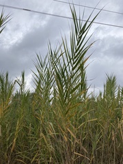 Arundo donax