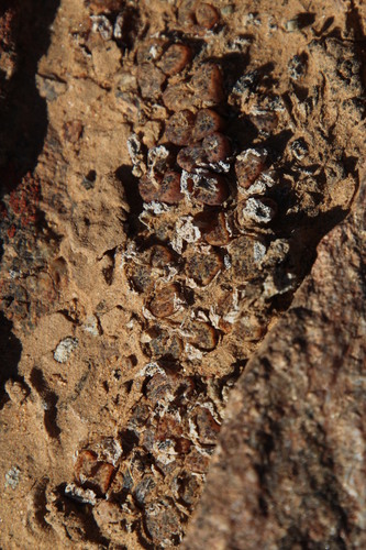 Conophytum pellucidum