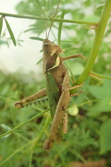 Coryacris angustipennis