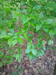 Philadelphus inodorus