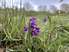 Anacamptis morio