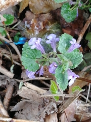 Glechoma hederacea