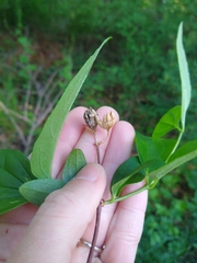 Philadelphus inodorus