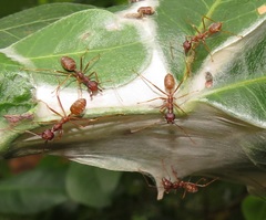 Oecophylla longinoda