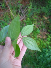 Philadelphus inodorus
