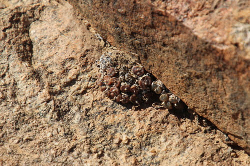 Conophytum pellucidum