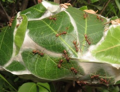 Oecophylla longinoda