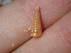 Colpospira guillaumei