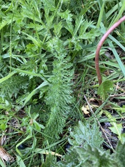 Achillea millefolium
