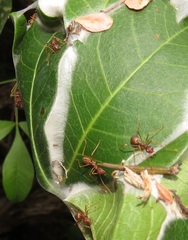 Oecophylla longinoda