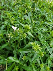 Phlox divaricata albiflora