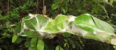 Oecophylla longinoda
