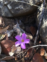 Oxalis strigosa
