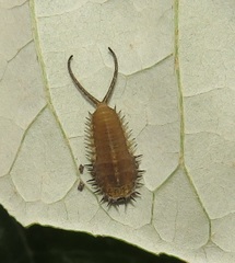 Basipta stolida