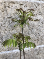 Ailanthus altissima