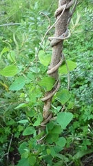 Cissampelos capensis