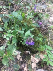 Pulmonaria officinalis