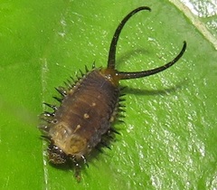 Basipta stolida