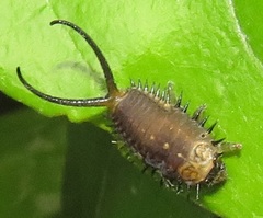 Basipta stolida