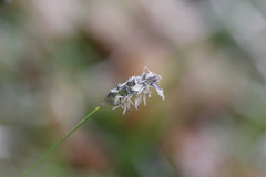Sesleria albicans
