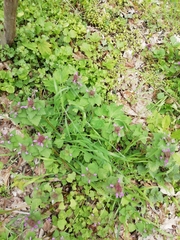 Lamium purpureum