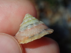 Bellastraea squamifera