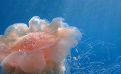 Cyanea rosea
