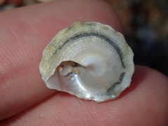 Bellastraea squamifera