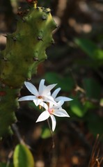 Dendrobium barbatulum