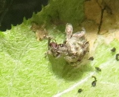 Attelabidae