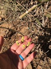 Pelargonium gibbosum