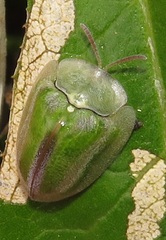 Basipta stolida