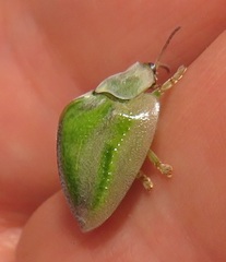 Basipta stolida