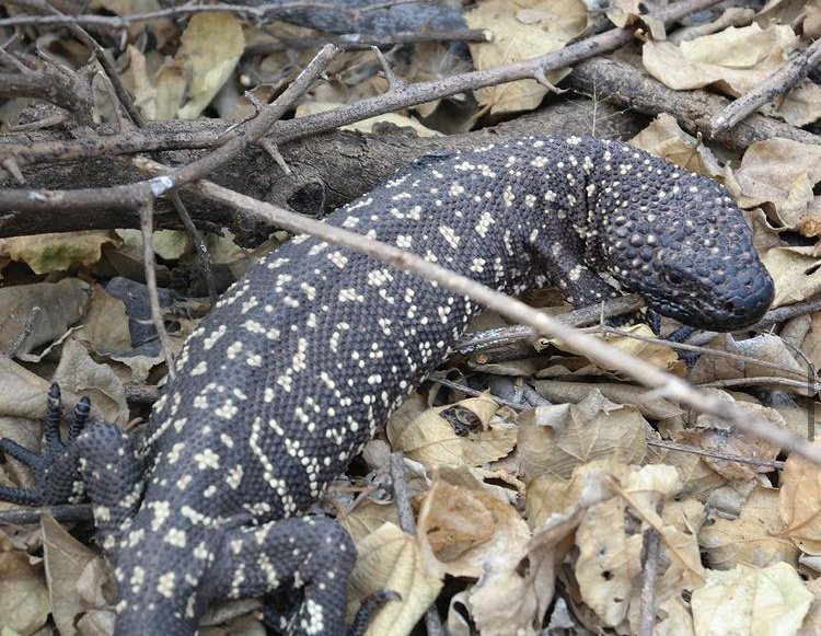 April Lizard Beaded Lizard in April 2017 by Zuñy Jeye Pérez Carreto · iNaturalist