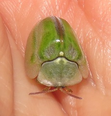 Basipta stolida