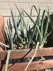 Allium cepa aggregatum