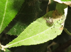 Attelabidae