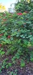 Calliandra tweediei