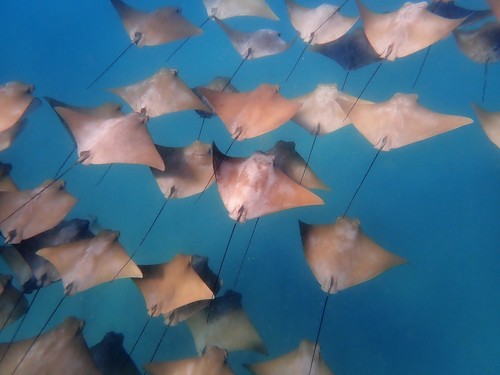 Australian cownose ray (Rhinoptera neglecta) — Myliobatidae