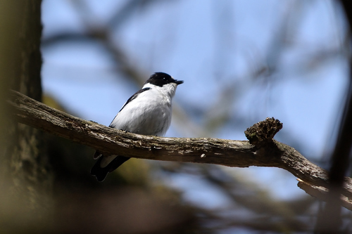 Papamoscas acollarado (Ficedula albicollis)