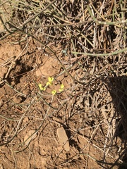 Pelargonium gibbosum