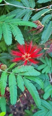 Calliandra tweediei