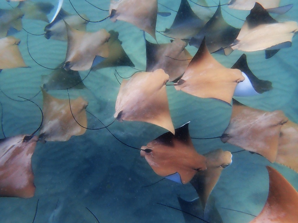 Australian Cownose Ray