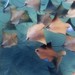 Australian Cownose Ray - Photo (c) Peter, some rights reserved (CC BY-NC), uploaded by Peter