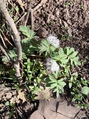 Hydrophyllum capitatum
