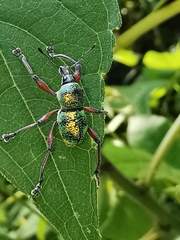 Metapocyrtus bituberosus