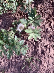 Hydrophyllum capitatum